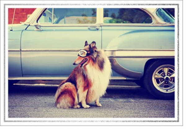 Umschlagk. LMA Collie Brille